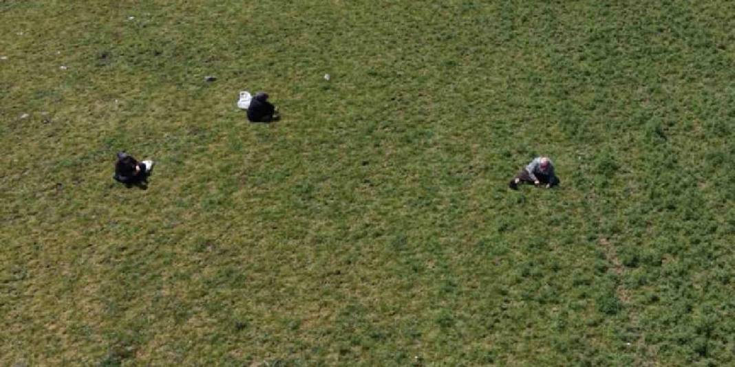 Sezon başladı, kadınlar yeşilliğe çıktı: Bıçak yardımıyla tek tek toplanıyor 4